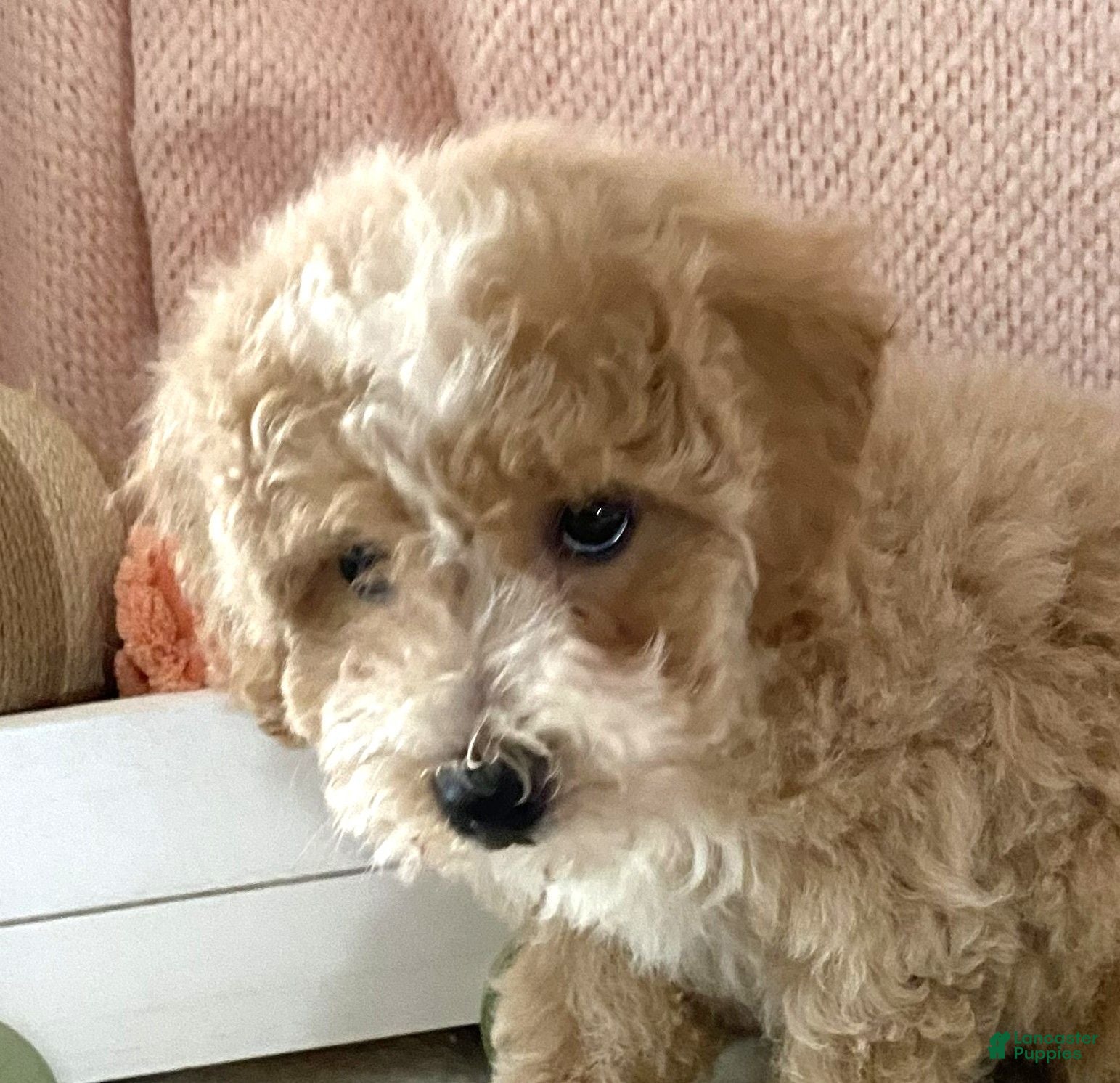Bichpoo dogs Bichpoo 1 Candy - Ad 36