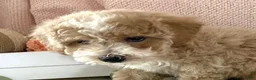 Bichpoo dogs for sale: Bichpoo 1 Candy - Ad 1