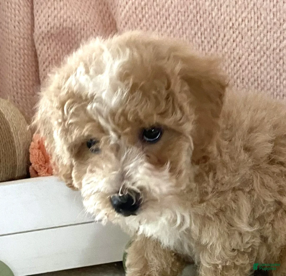 Bichpoo dogs for sale: Bichpoo 1 Candy - Ad 1