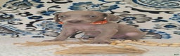Weimaraner dogs for sale: Diamond - Ad 24
