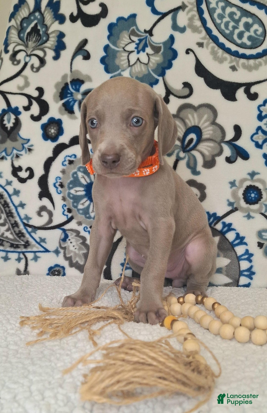 Weimaraner dogs for sale: Diamond - Ad 24