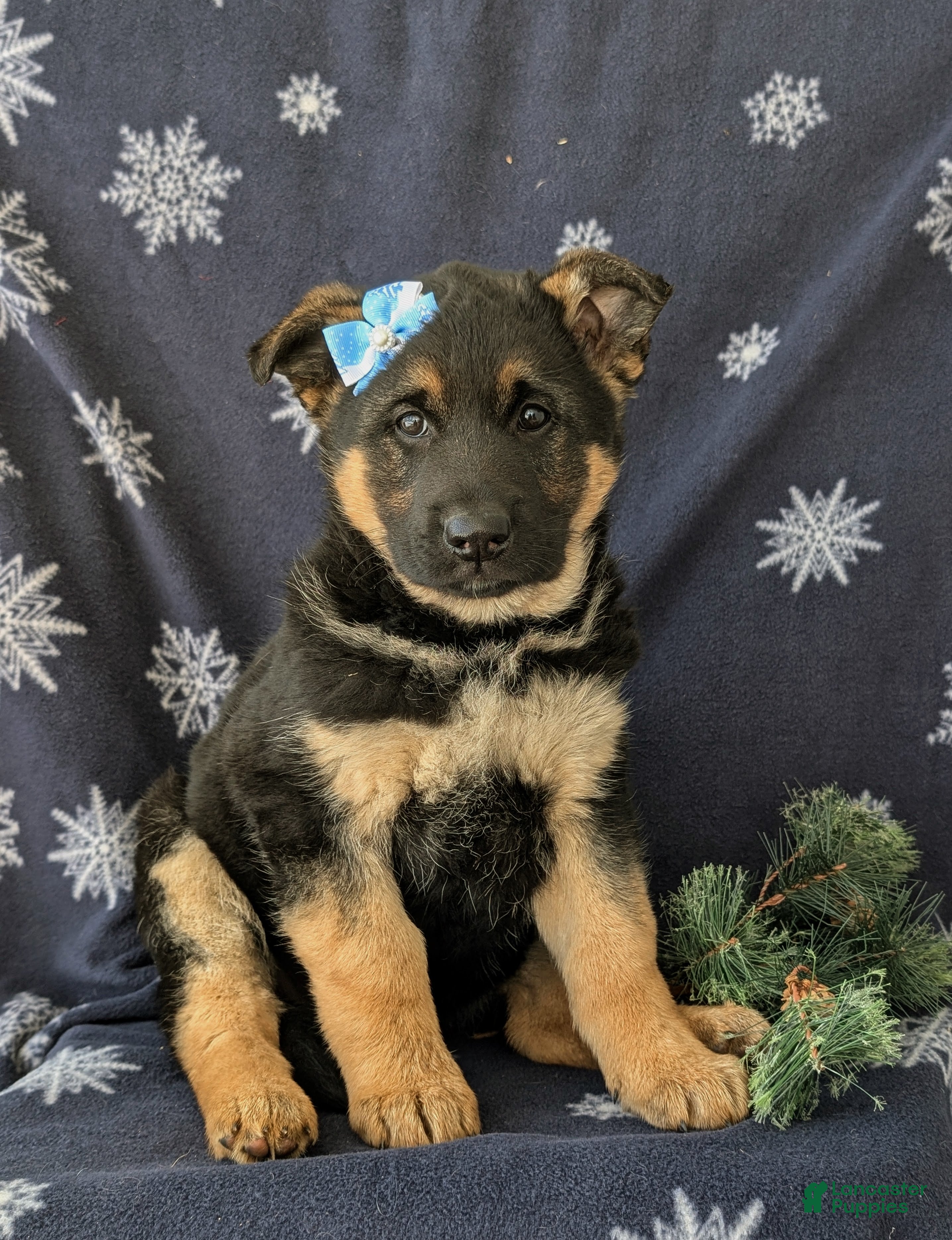 German Shepherd dogs Clara - Ad 2