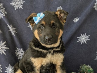 German Shepherd dogs Clara - Ad 2