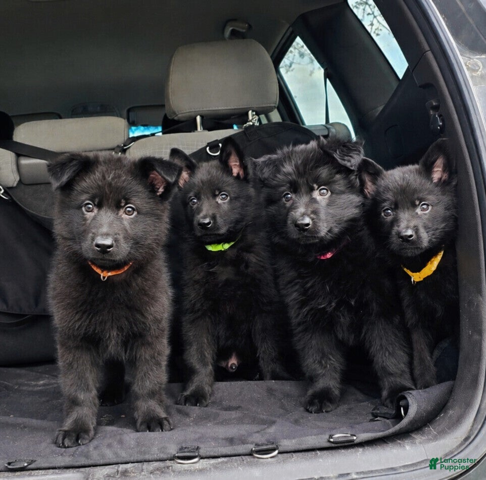 German Shepherd dogs German Shepherd Puppy 1 - Ad 36