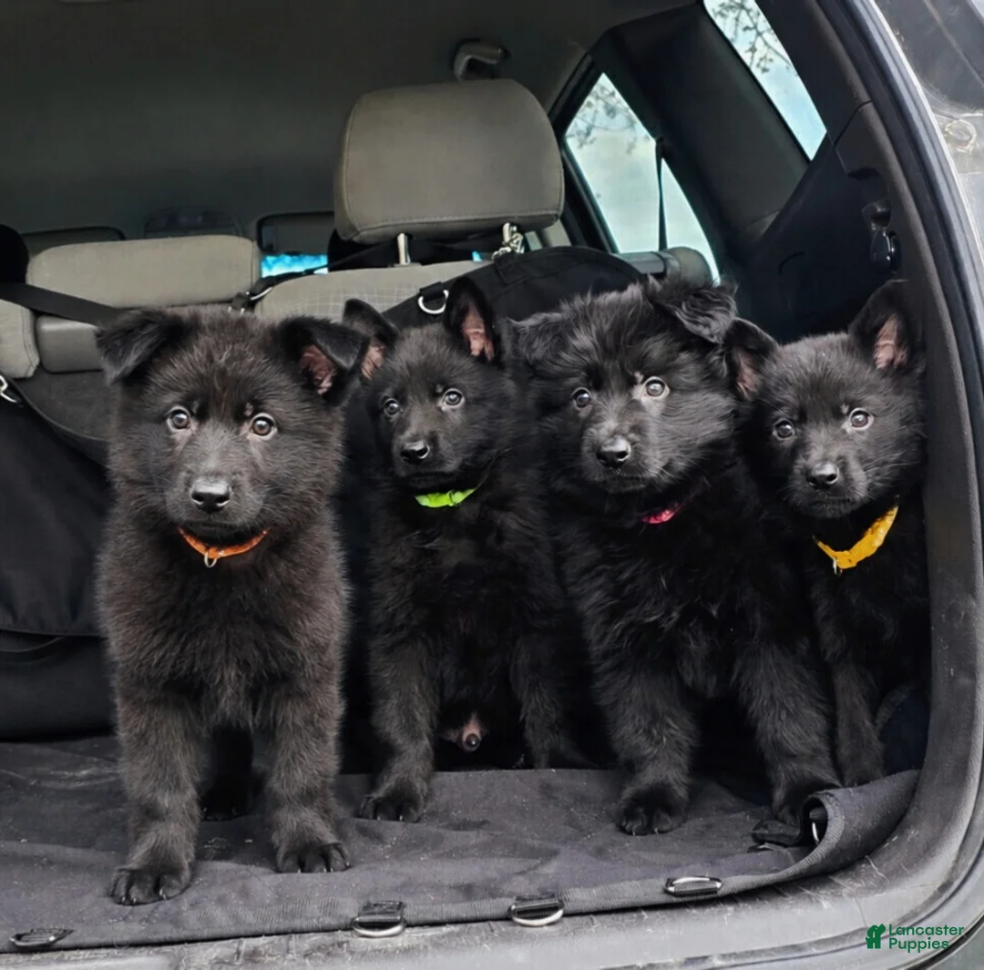 German Shepherd dogs for sale: German Shepherd Puppy 1 - Ad 1