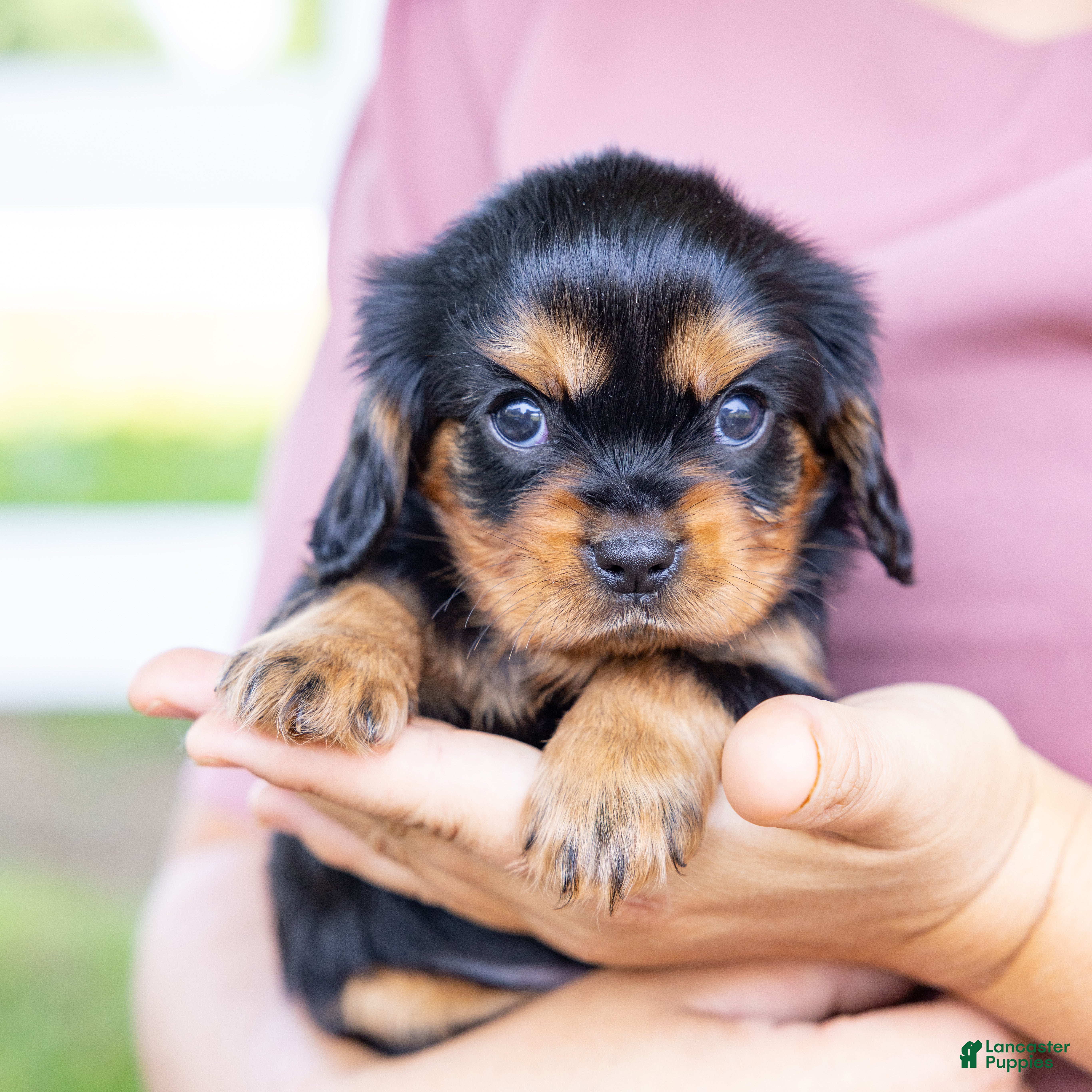 Cavalier King Charles Spaniel dogs Spanky - Ad 1