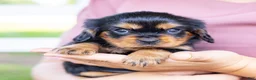 Cavalier King Charles Spaniel dogs for sale: Spanky - Ad 6