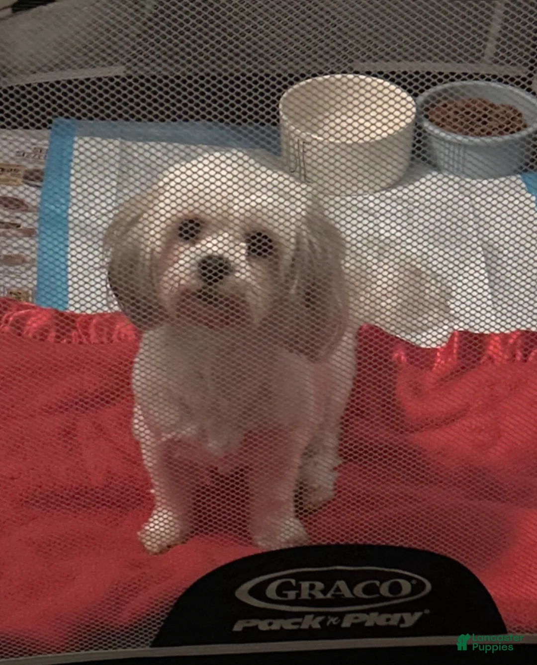 Mixed Breed dogs for sale: Panama - Ad 2
