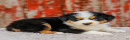 Australian Shepherd dogs for sale: Cassidy - Ad 7