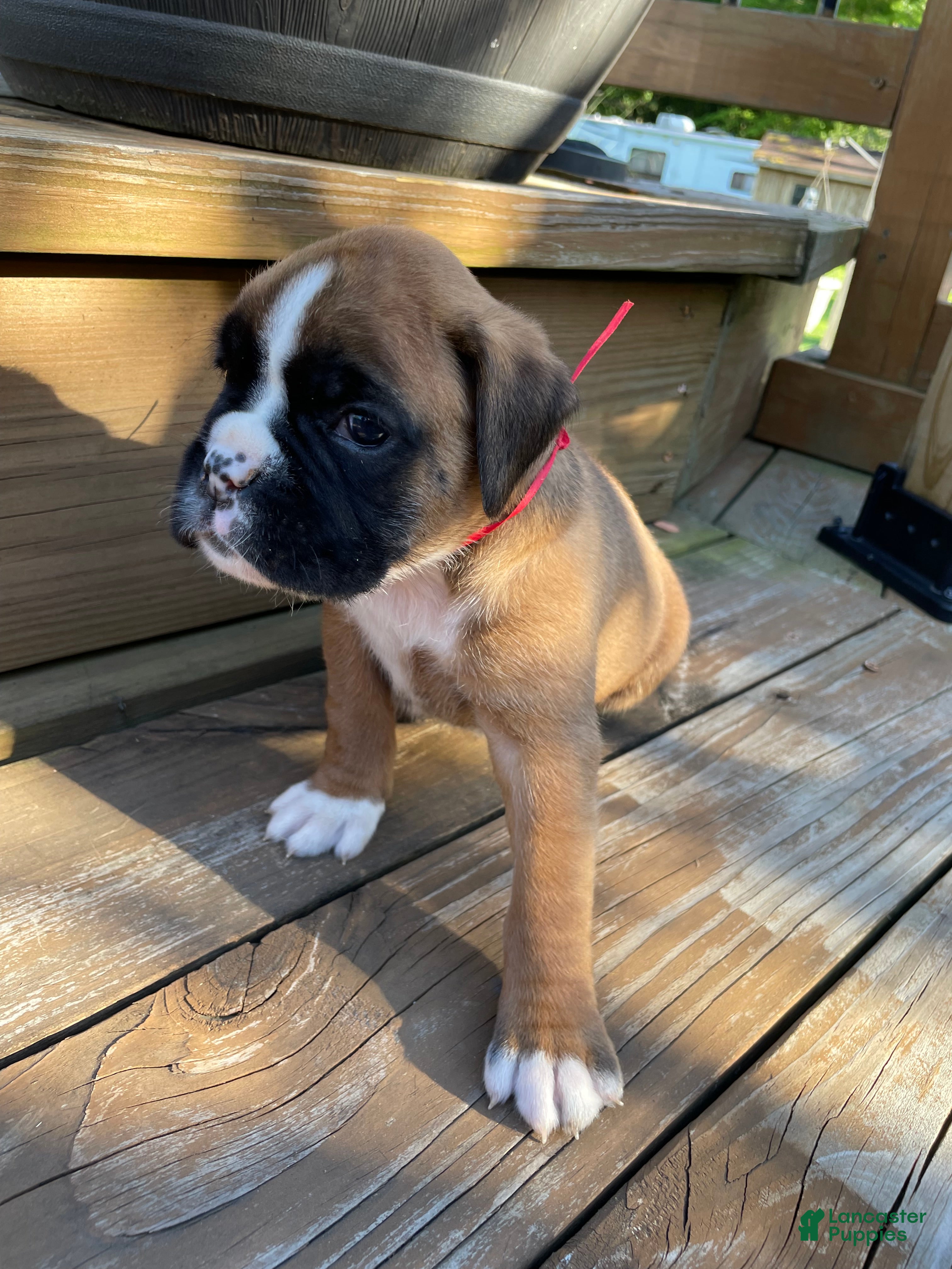 Boxer dogs Red - Ad 1