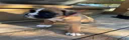 Boxer dogs for sale: Red - Ad 1