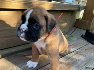 Boxer dogs for sale: Red - Ad 4