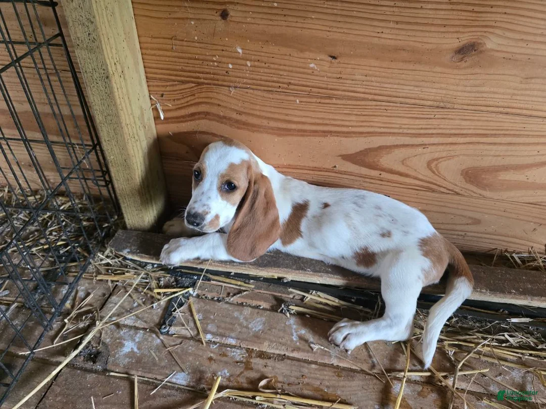 Basset Hound dogs for sale: Bella Basset Hound  - Ad 3