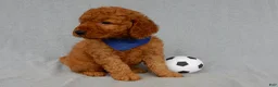 Mini Goldendoodle dogs for sale: Finley-MEDIUM - Ad 4