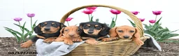 Miniature Dachshund dogs for sale: Willow - Ad 3