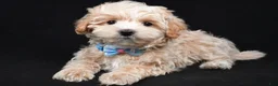Maltipoo dogs for sale: Josh - Ad 2