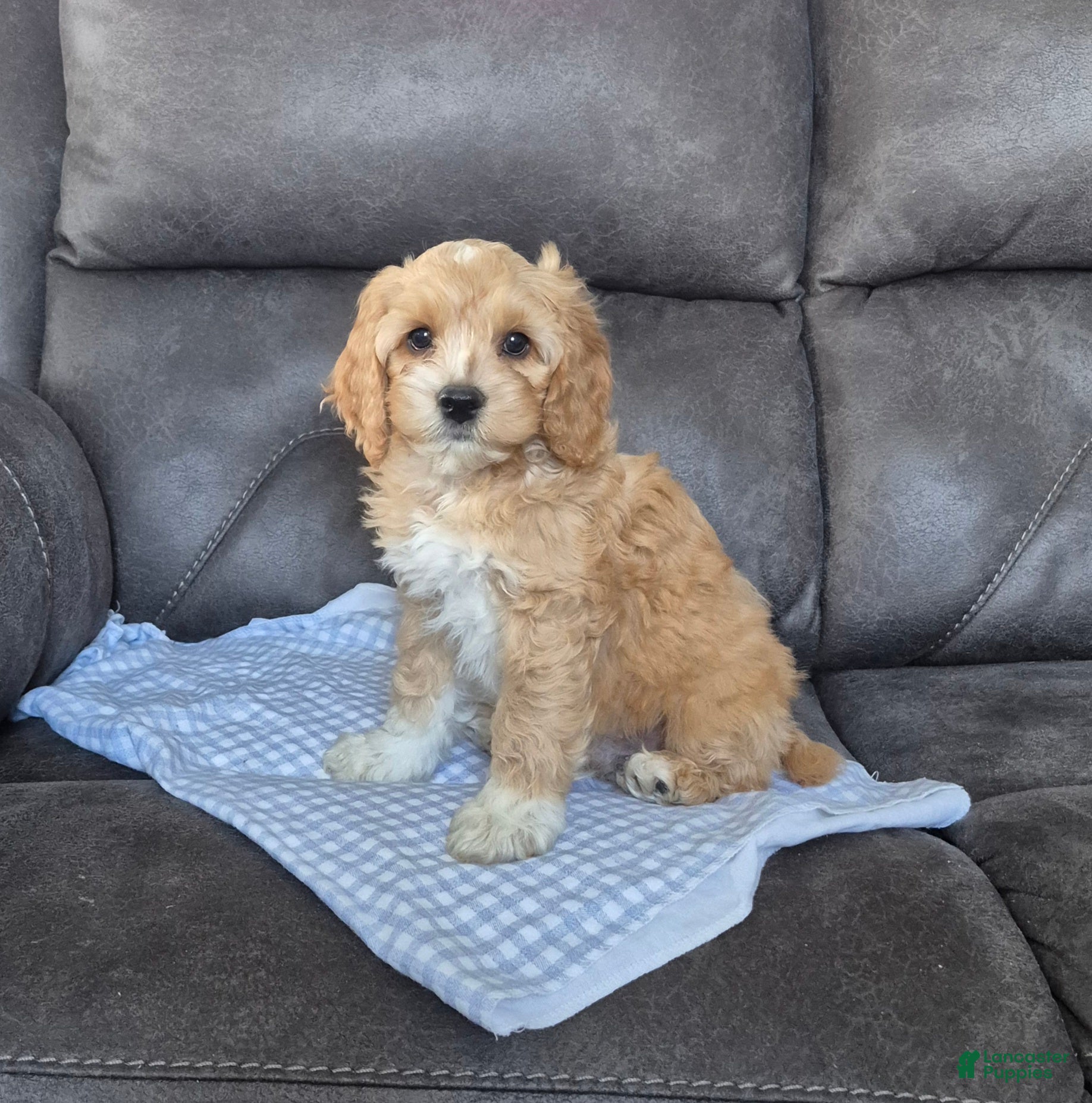 Cockapoo dogs Brody - Ad 1