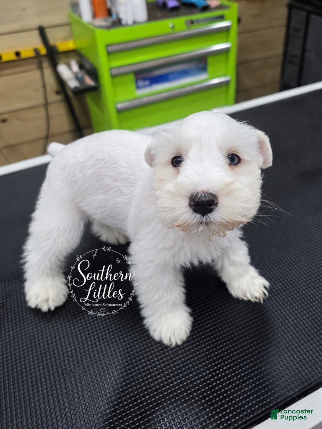 Miniature Schnauzer dogs Olaf - Ad 1