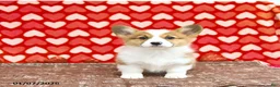 Welsh Corgi Pembroke dogs for sale: Roxy - Ad 9