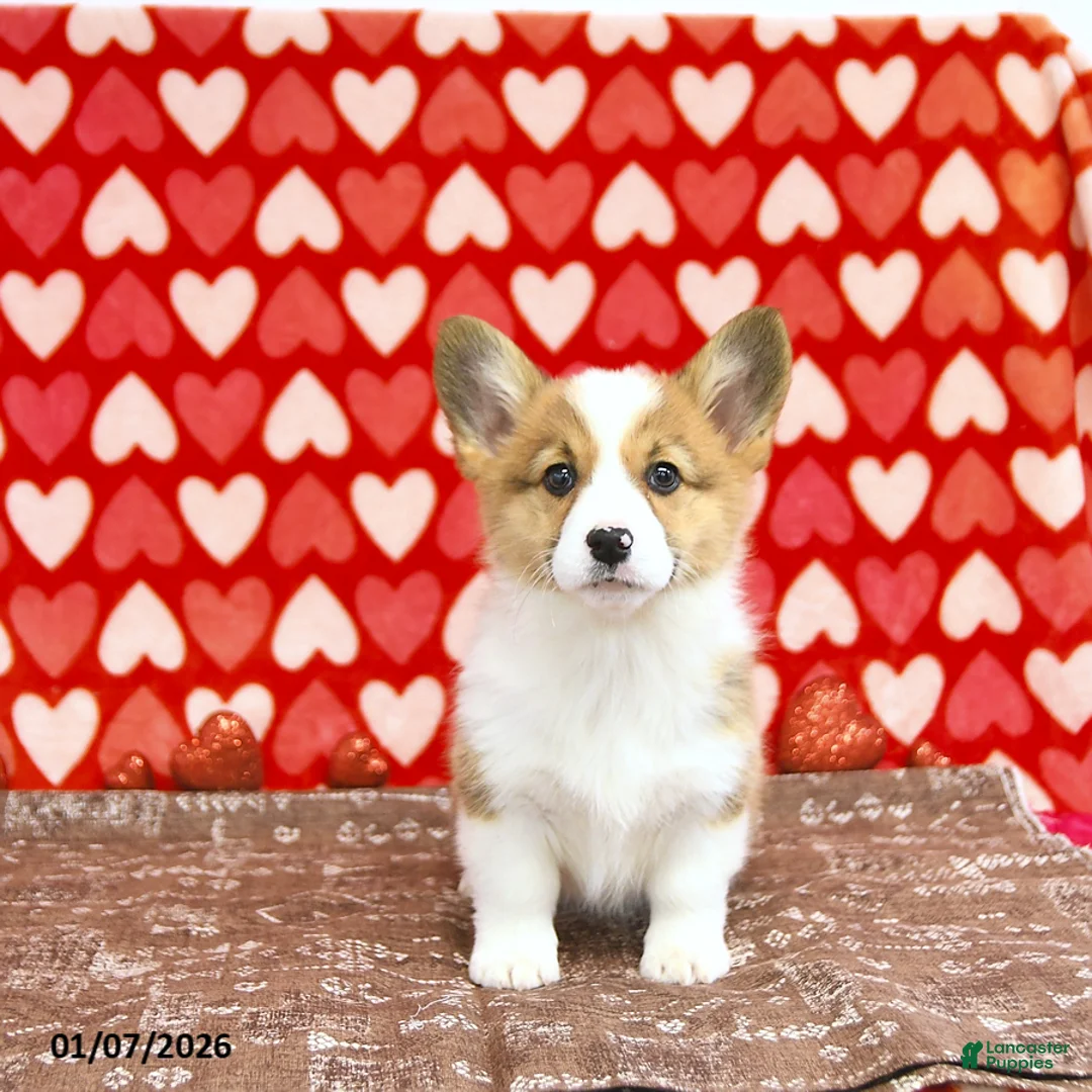 Welsh Corgi Pembroke dogs for sale: Roxy - Ad 9