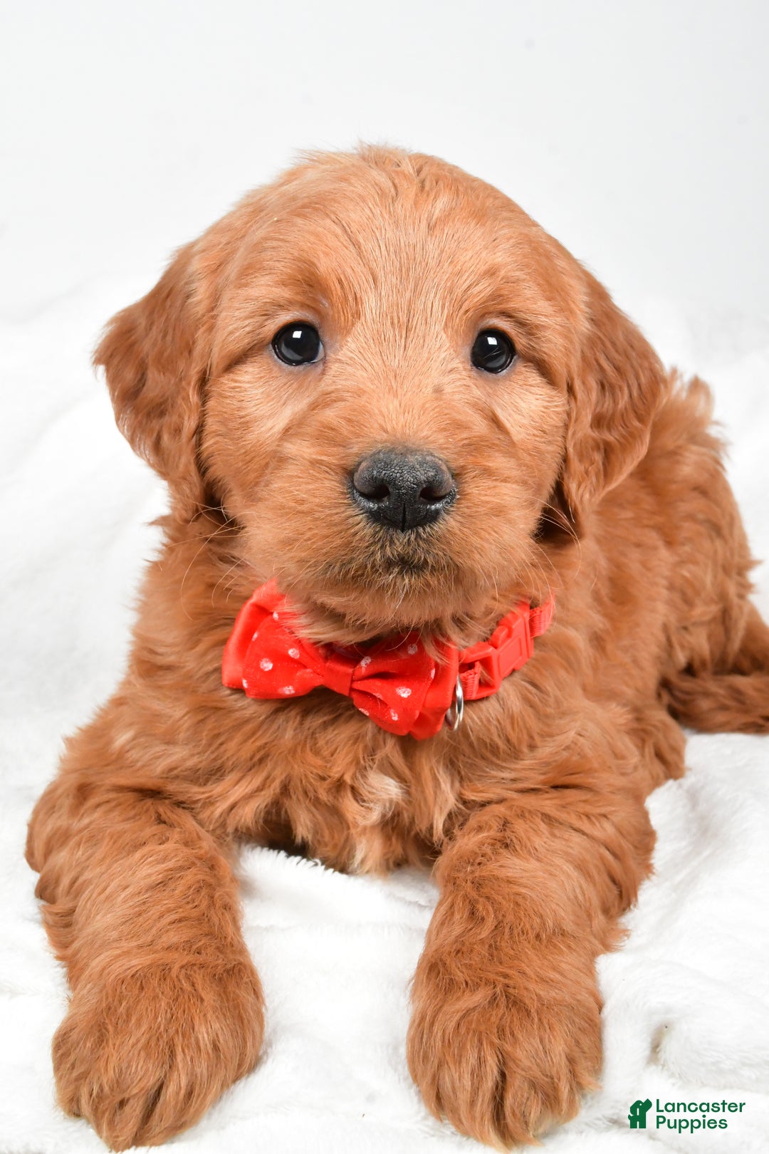 Mini Goldendoodle dogs for sale: Bryson - Ad 7