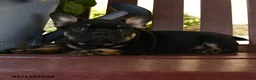 French Bulldog dogs for sale: Hamlet - Ad 4