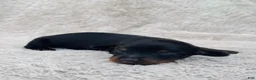 Miniature Dachshund dogs for sale: AKC Longhair Black & Tan Mini Dachshund Boy - Ad 4