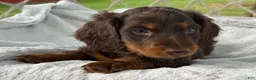 Miniature Dachshund dogs for sale: Bryce - Ad 7