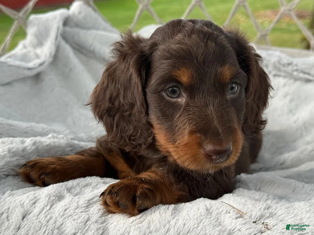 Miniature Dachshund dogs for sale: Bryce - Ad 7