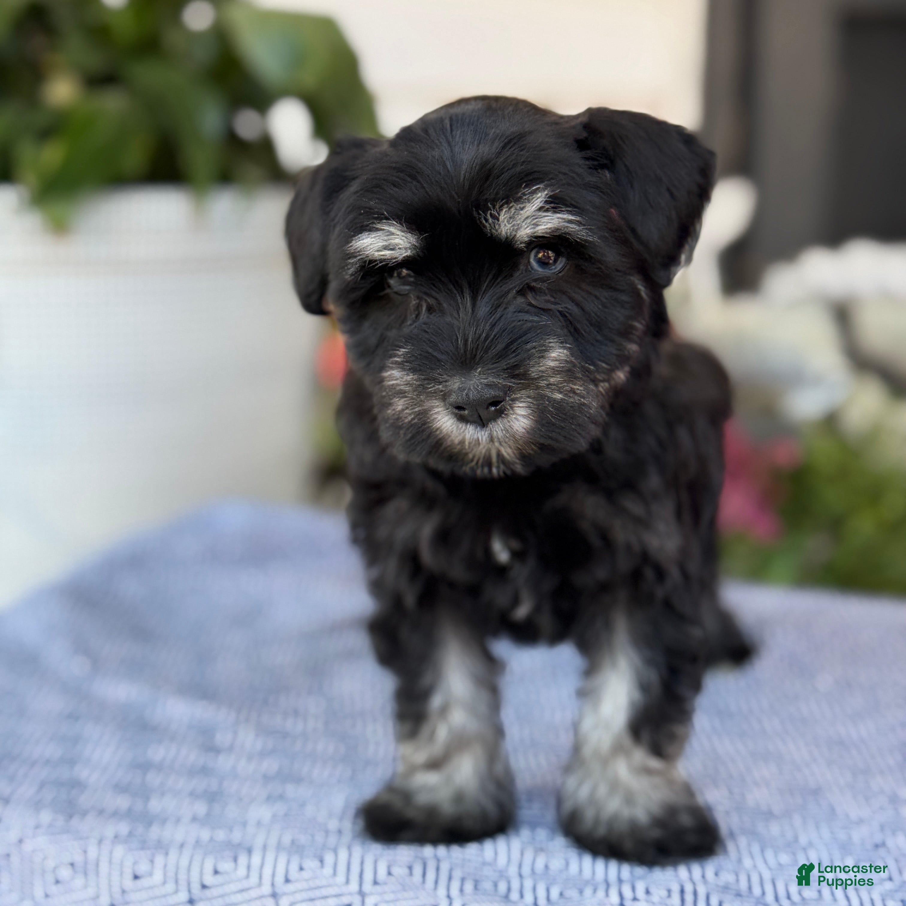 Miniature Schnauzer dogs Lorri - Ad 1