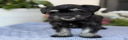 Miniature Schnauzer dogs for sale: Lorri - Ad 1