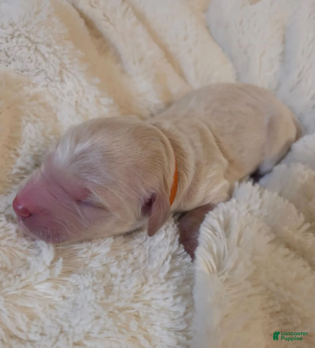 Mini Goldendoodle dogs for sale: Aspen - Ad 2