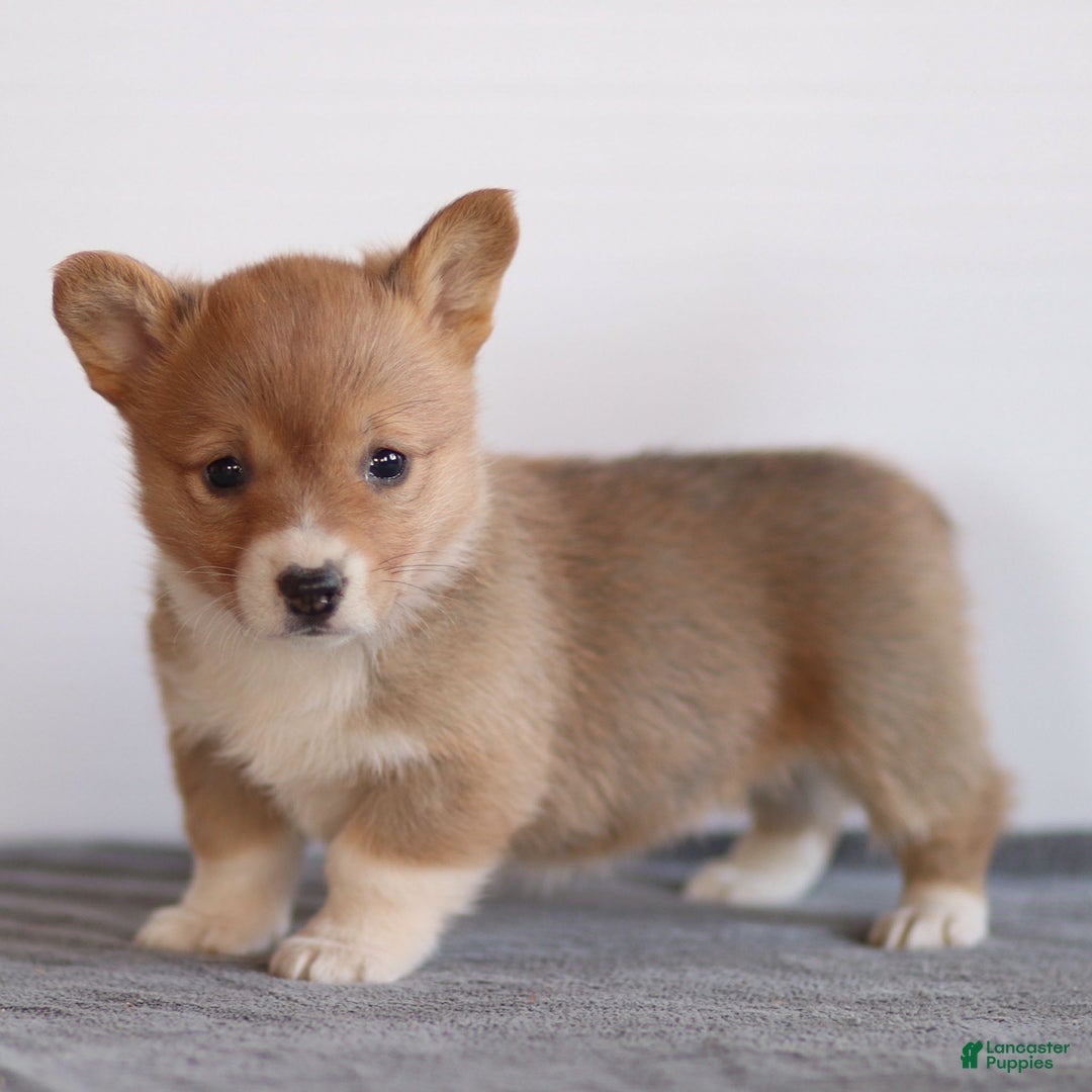 Welsh Corgi Pembroke dogs for sale: Kallie Welsh Corgi Pembroke Puppy - Ad 2