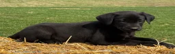 Labrador Retriever dogs for sale: Grace - Ad 3