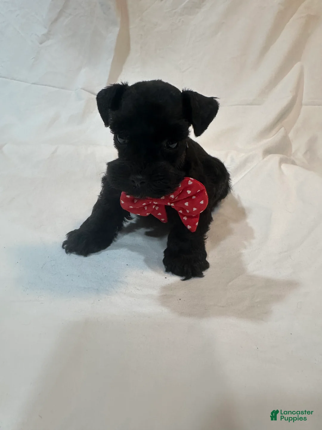 Miniature Schnauzer dogs for sale: Molly - Ad 6
