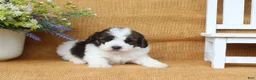 Cavapoo dogs for sale: Ian - Ad 3