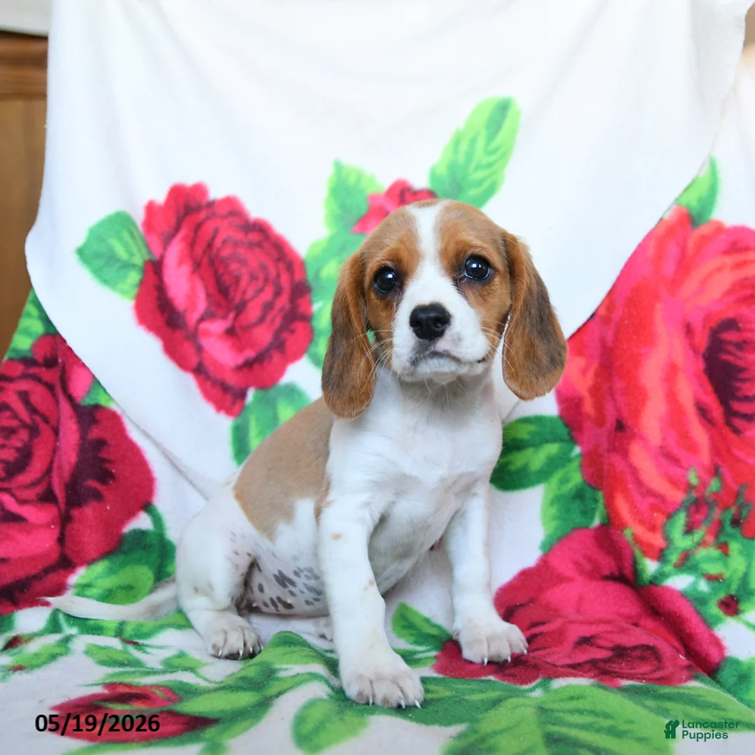 Beaglier dogs for sale: Clover - Ad 1