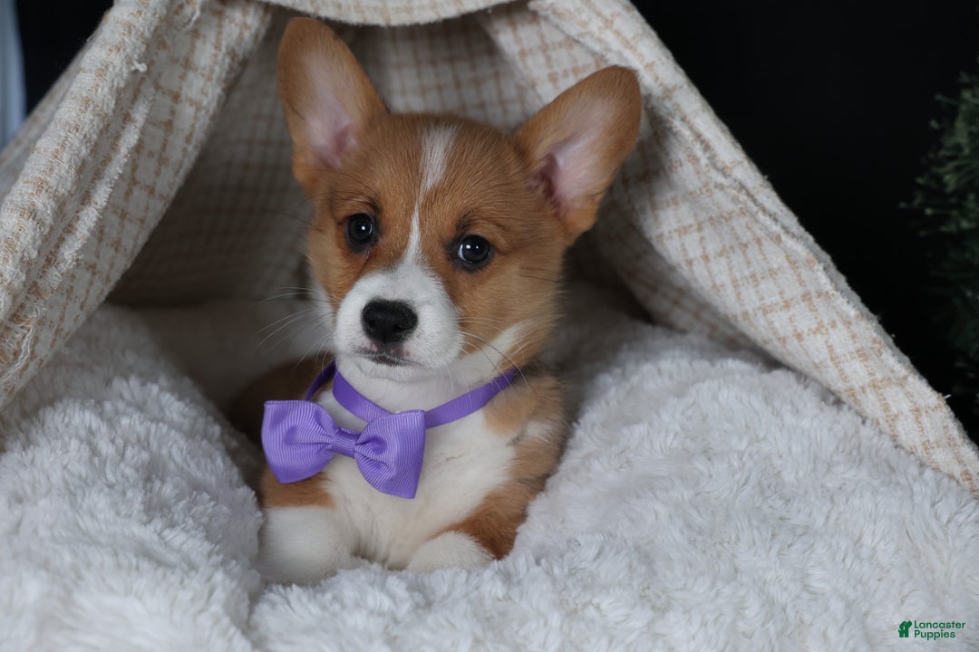 Welsh Corgi Pembroke dogs for sale: Holden - Ad 18