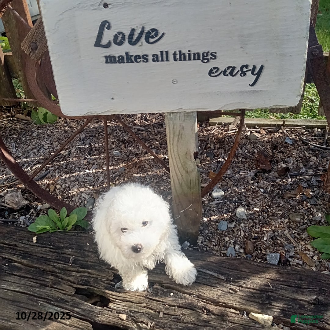 Bichon Frise dogs for sale: Markie - Ad 1