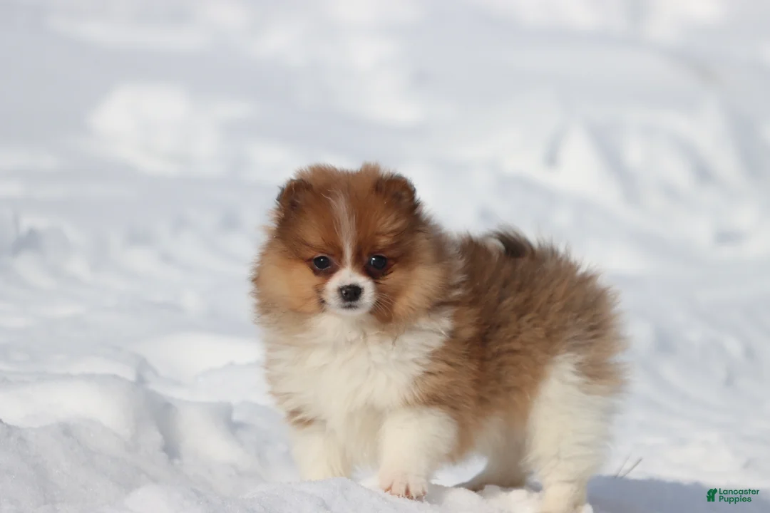 Pomeranian dogs for sale: Pretty Boy - Ad 1