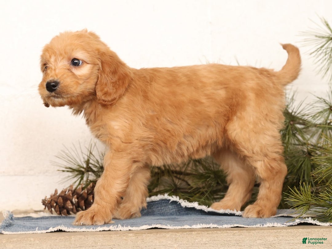 Mini Goldendoodle dogs for sale: Missy - Ad 9