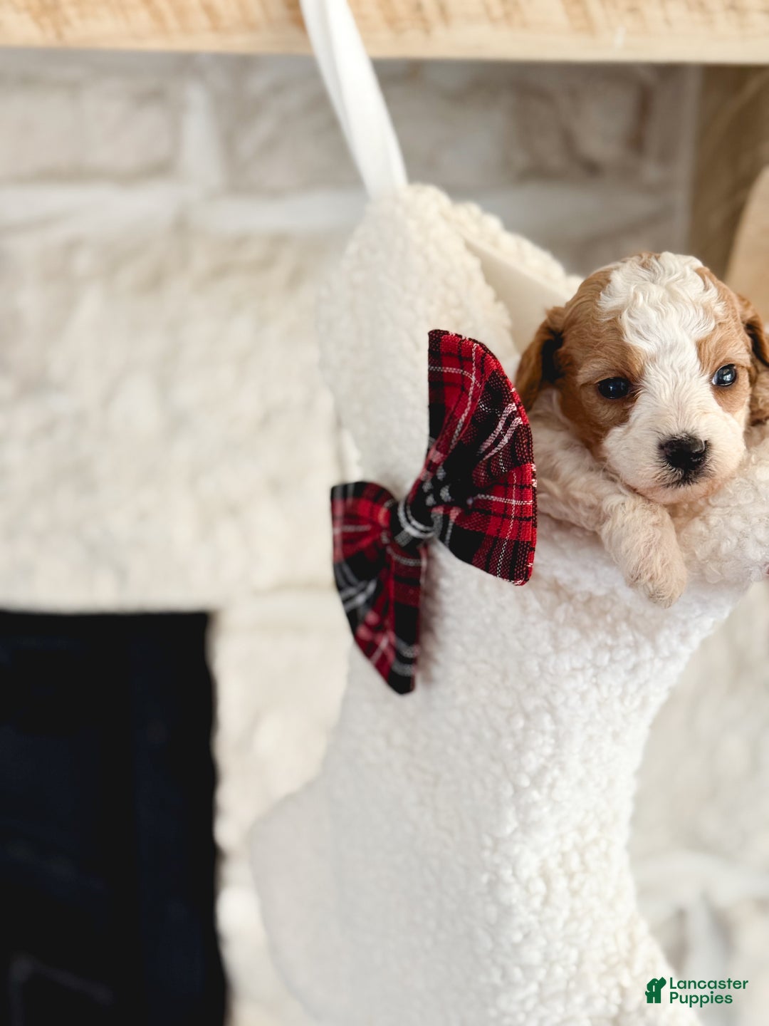 Cavachon dogs for sale: Cavachon Puppy 1 - Ad 6