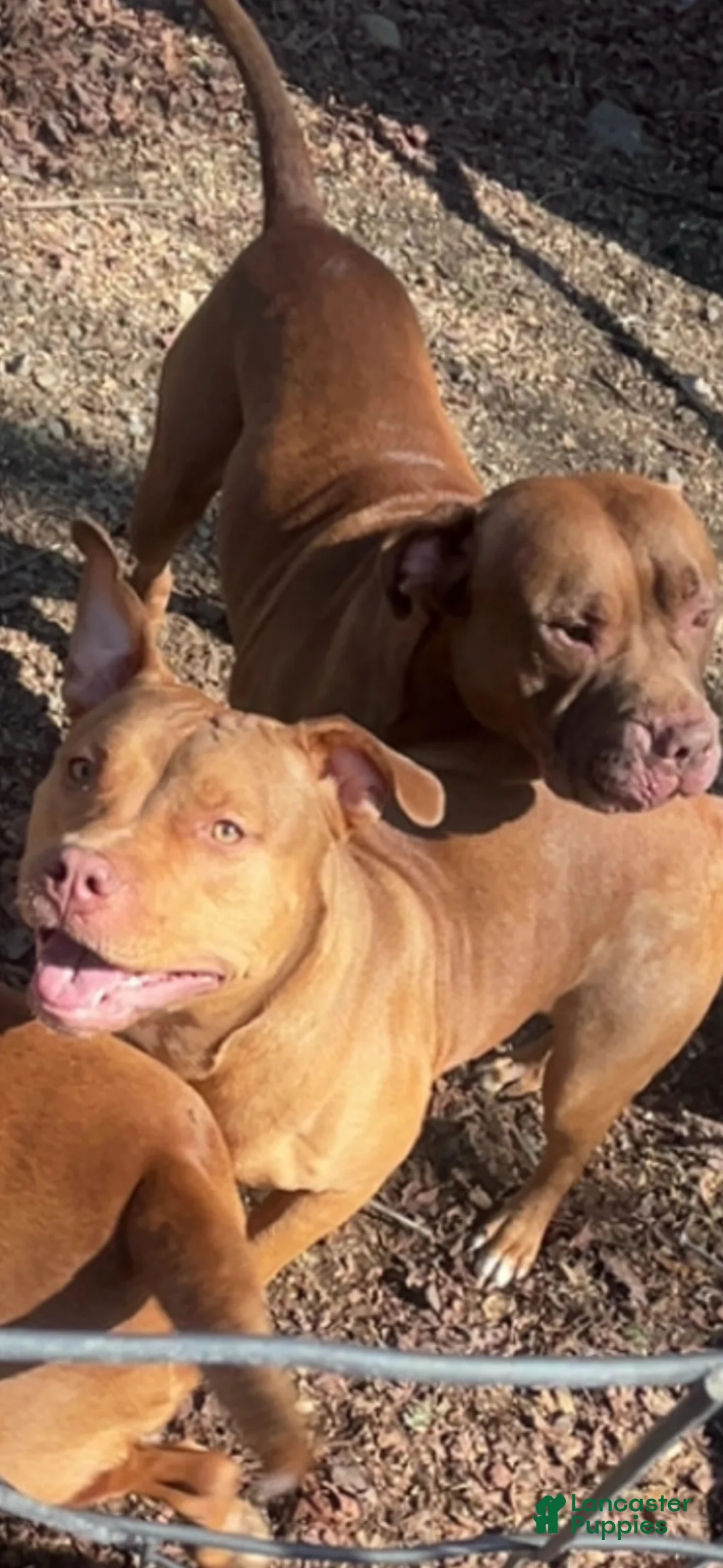 American Pit Bull Terrier dogs for sale: American Pit Bull Terrier 1 - Ad 7
