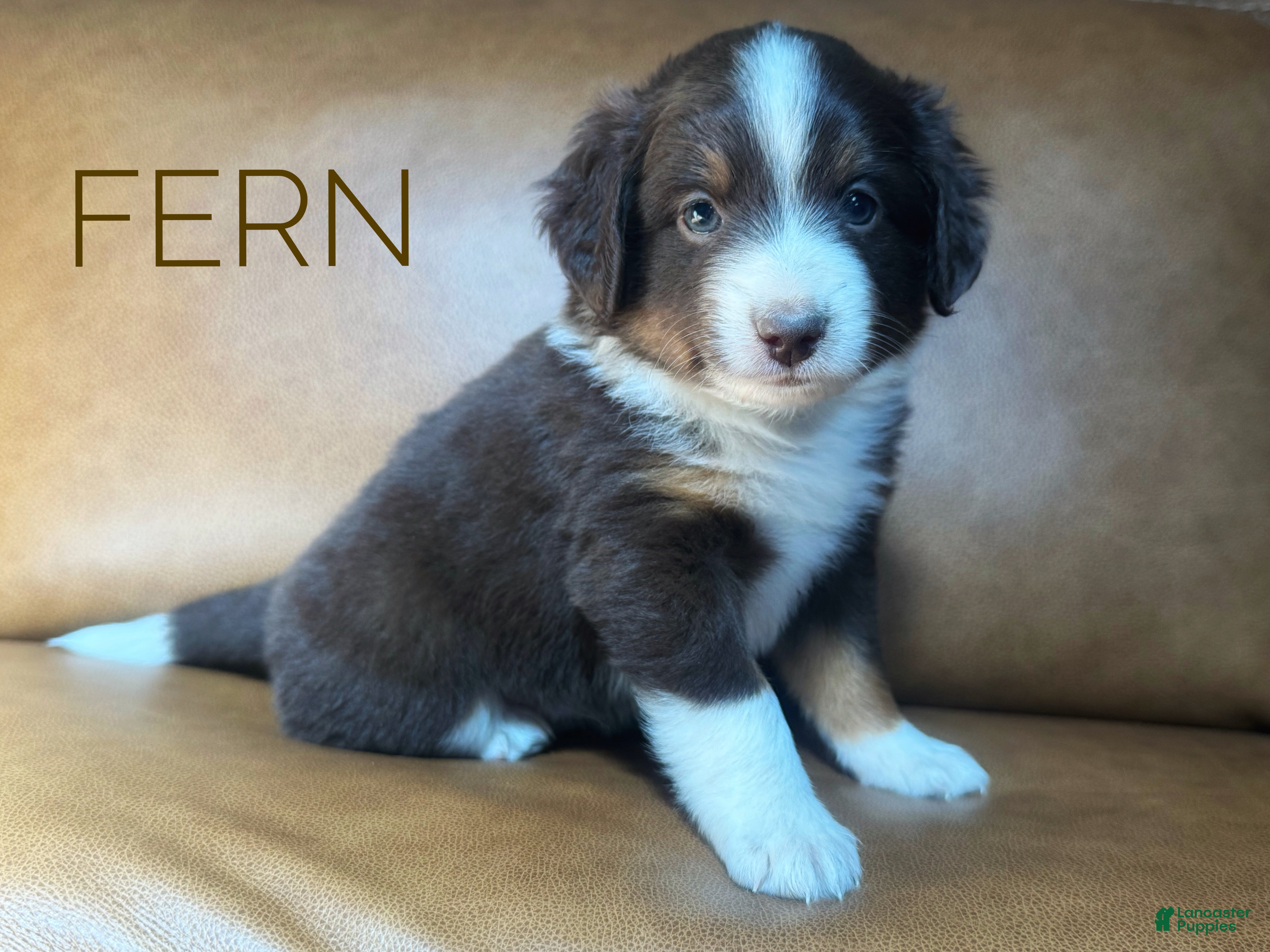 Mixed Breed dogs Australian Mountain Doodle Fern - Ad 1