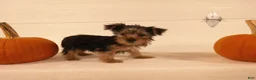 Yorkshire Terrier dogs for sale: Toby - Ad 1
