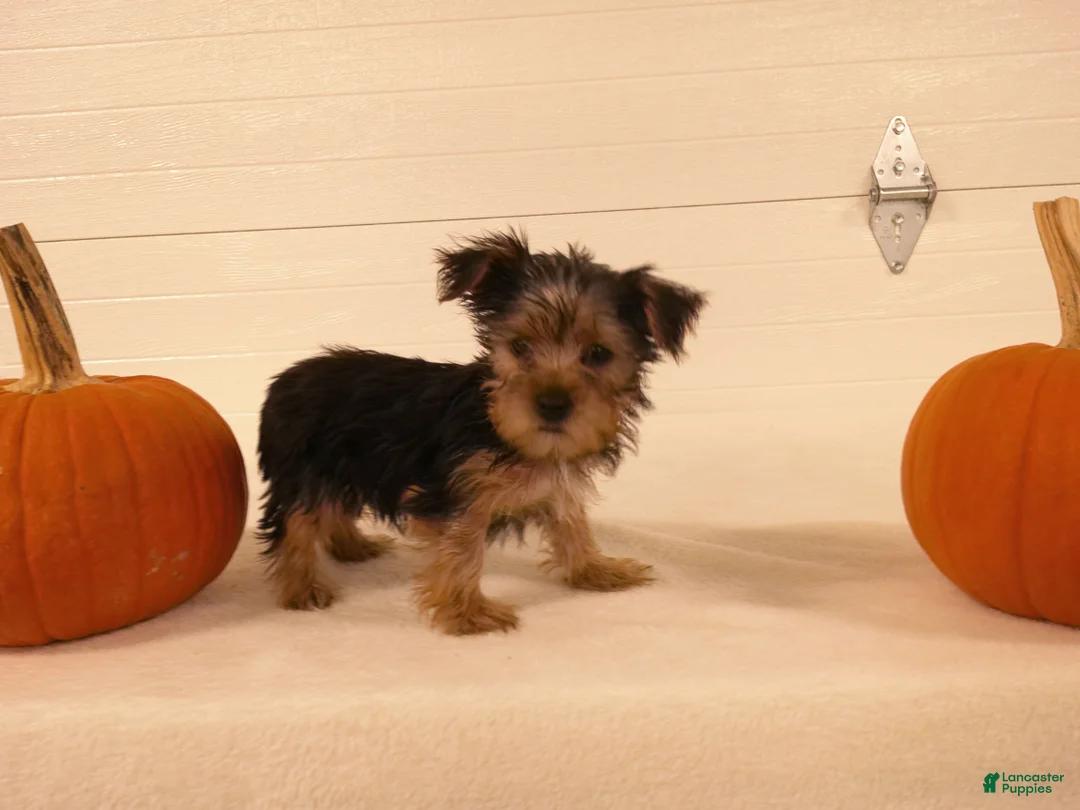 Yorkshire Terrier dogs for sale: Toby - Ad 1
