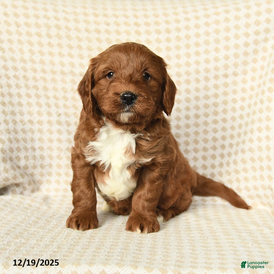 Mini Goldendoodle dogs Lucky - Ad 11