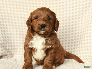 Mini Goldendoodle dogs Lucky - Ad 40