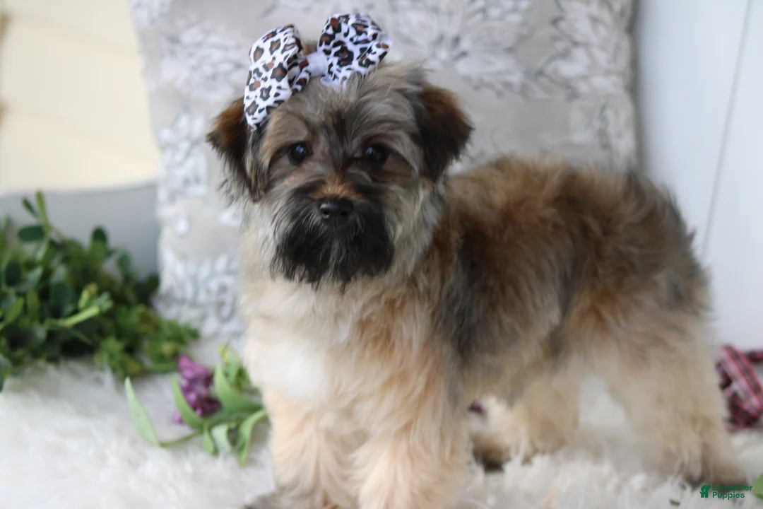 Yorkiepoo dogs for sale: Miss Sassy - Ad 1