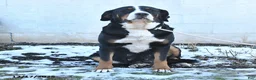 Mixed Breed dogs for sale: King - Ad 4